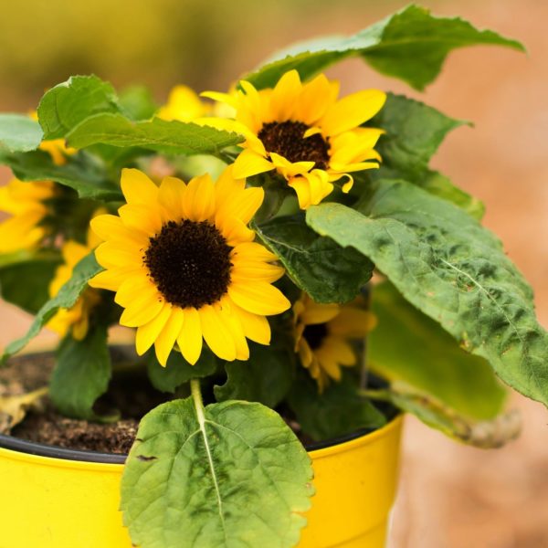 How To Care For Cut Sunflowers? 10 Efficient Steps! - Krostrade UK