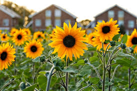 how to prune a sunflower