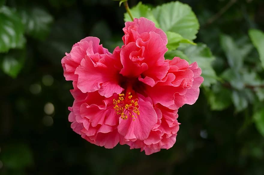 how to plant bare root hibiscus