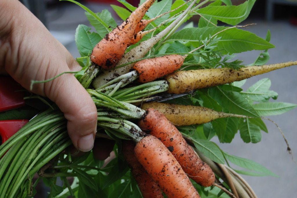 18 Best Vegetables To Grow In Nebraska