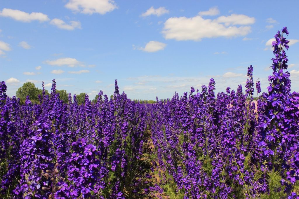 how to cut back delphiniums