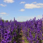 How To Cut Back Delphiniums? 6 Exclusive Steps!