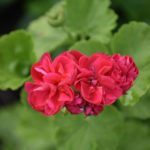 How To Root Geranium Cuttings In Water? 6 Free Advice!