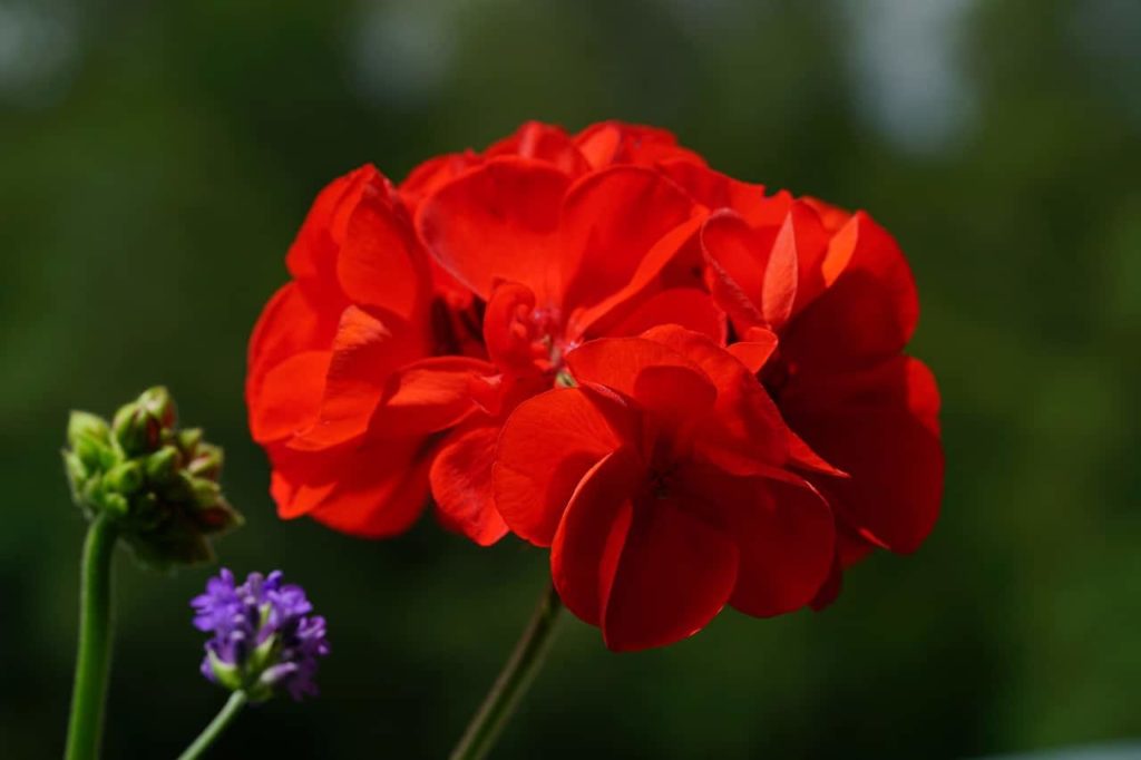 how to root geraniums from cuttings