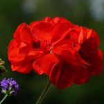 how to root geraniums from cuttings