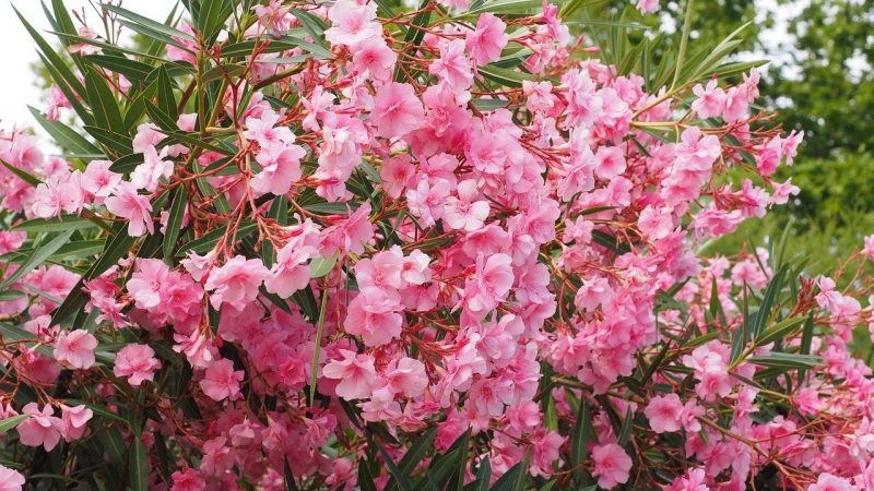 How To Propagate Oleander. 2 Best Methods|