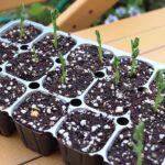 How To Use Seed Starting Plugs? 3 Proven Types!
