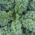 How To Grow Kale In Polytunnel? 4 Free Tips!