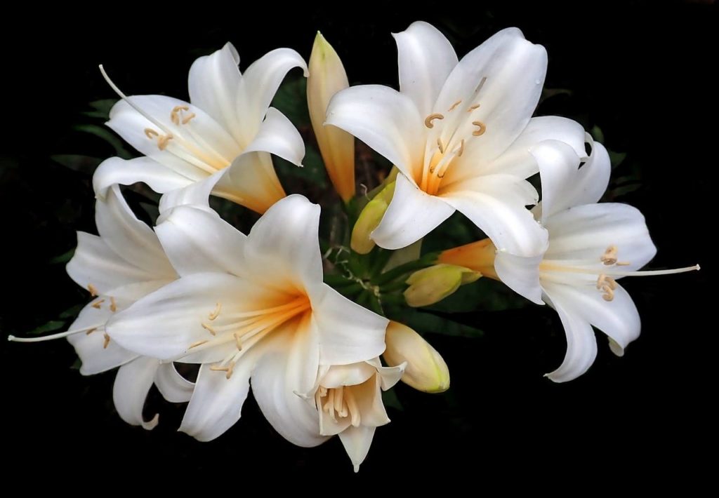 When To Start Growing Easter Lilies In Greenhouse