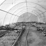 How to Clean A Greenhouse
