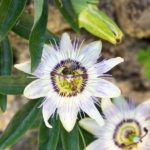 How To Care For Exotic Angel Plant For Success
