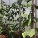 How to Grow Cucumbers in Polytunnel? The New Explainer!