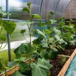 How To Keep Your Hobby Polytunnel From Overheating? The Clue!