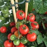When To Plant Tomatoes In Kentucky