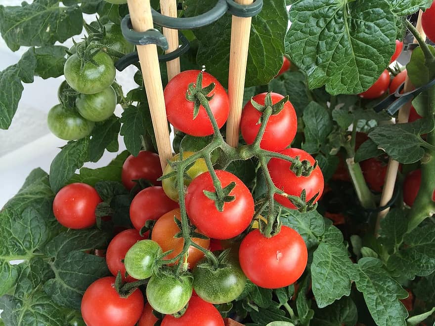 When To Plant Tomatoes In Kentucky