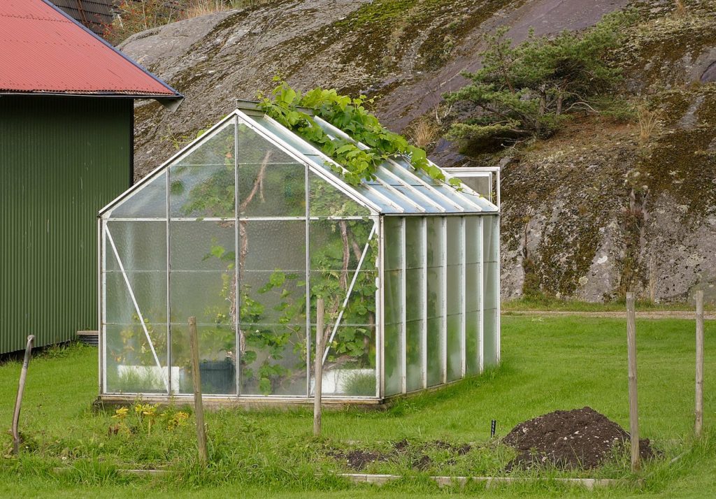 How to Organize a Small Greenhouse