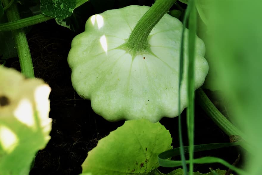 4 Tips How To Grow Squash In a Small Greenhouse