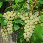 Examples Of How To Grow Grapes In A Small Greenhouse?