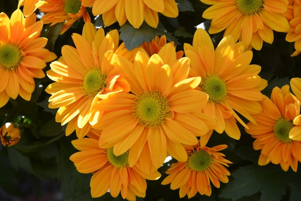How To Root Mums. The Best And Easiest Way