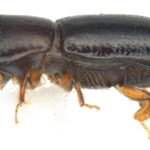 Why Is The Redbay Ambrosia Beetle An Invasive Species Of Concern? Disadvantages Discovered!