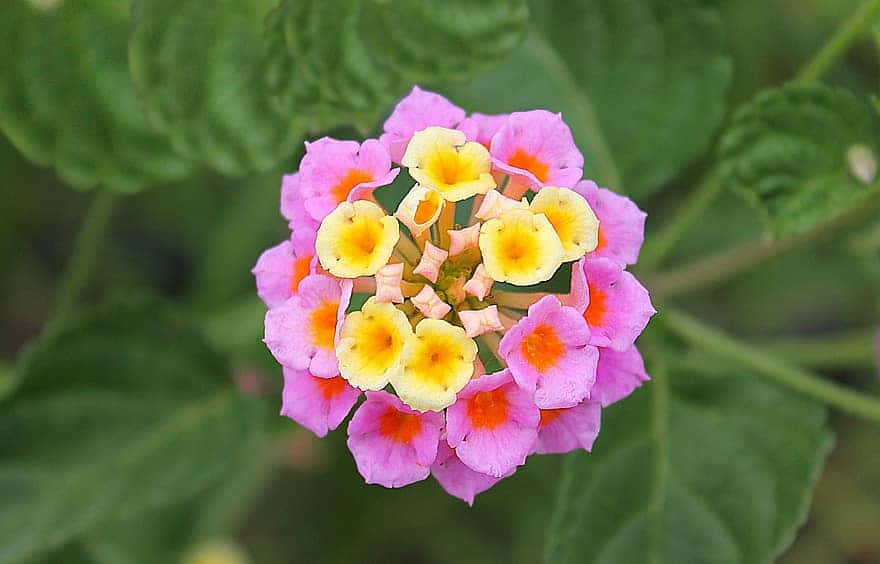 How To Root Lantana From Cuttings