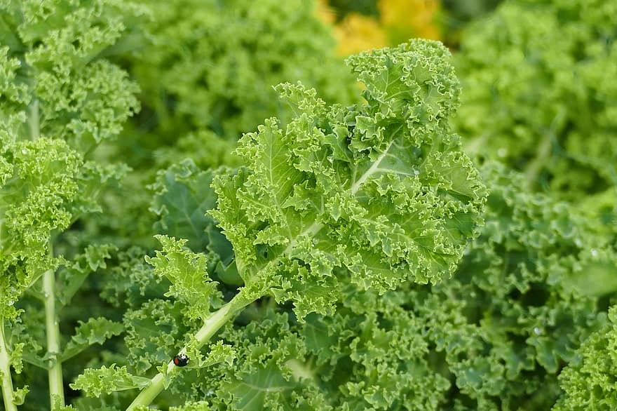 How to Plant Kale in a Greenhouse in Indiana