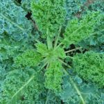 How to Grow Kale in a Hobby Greenhouse - A Step-By-Step Guide