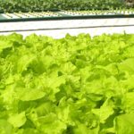 Grow Plants Successfully: When to Plant Lettuce in Texas