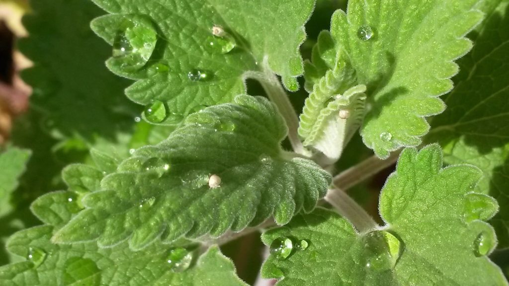 How To Propagate Catmint For Beginners