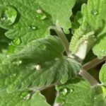 How To Propagate Catmint? 2 Efficient Ways!