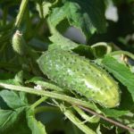 How Many Cucumber Plants Per Square Foot? 3 Effective Tips!