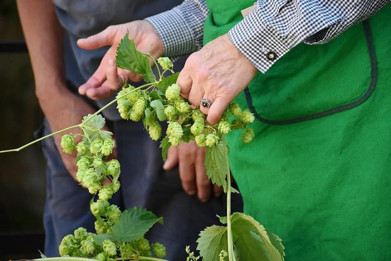 How To Harvest Hops. 2 Factors To Consider|