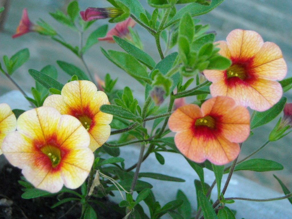 How To Collect Calibrachoa Seeds The Best Way