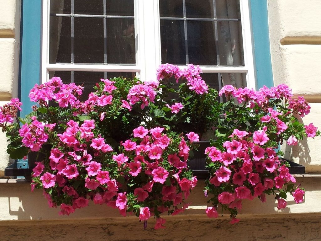 How To Grow Petunias From Cuttings The Best Way