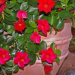 Step-by-Step Guide on How to Winterize Mandevilla Vines