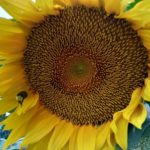 When Should Gardeners Transplant Sunflowers? More Discovered!