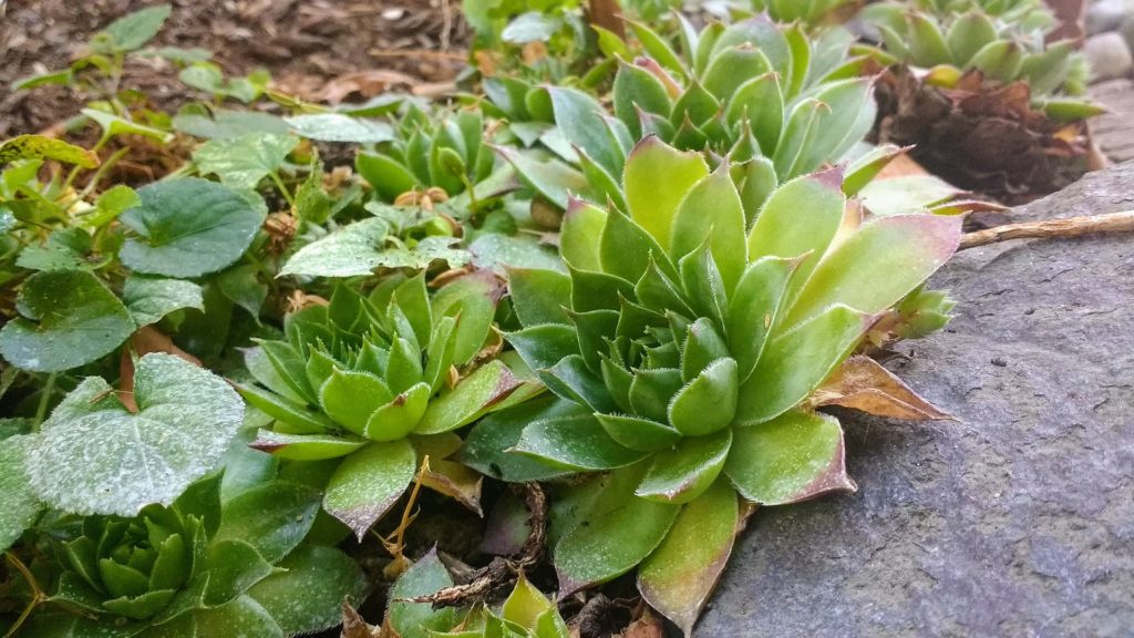 How Often Should You Fertilize Succulents