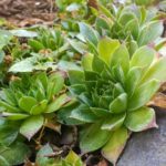 How Often Should You Fertilize Succulents? 5 Special Steps!