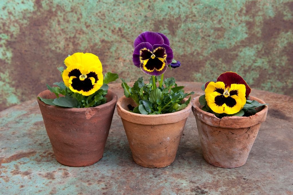 How To Grow Pansies In Pots