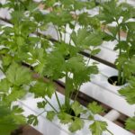 How Often Do You Change Water In Hydroponics