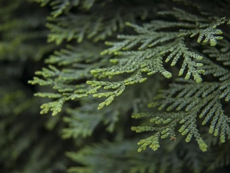 How To Propagate Thuja Green Giant. 2 Steps Only|
