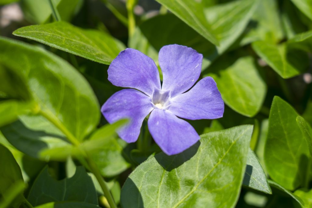 How To Propagate Vinca From Cuttings For Success