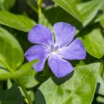 How To Propagate Vinca From Cuttings? 4 Easy Steps!