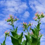 Why Do The Flowers On Tobacco Plants Change In Appearance? Secret Tips!