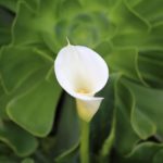When To Transplant Calla Lilies And Success Tips