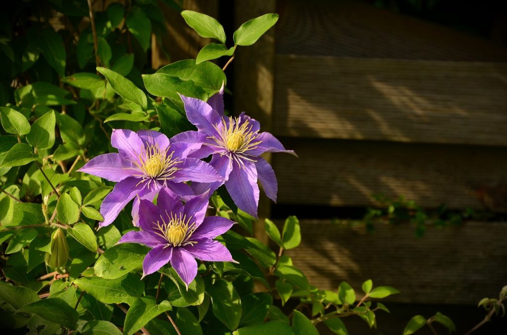 When To Transplant Clematis Correctly