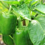 How to Cure Bacterial Leaf Spot on Peppers? The Clue!