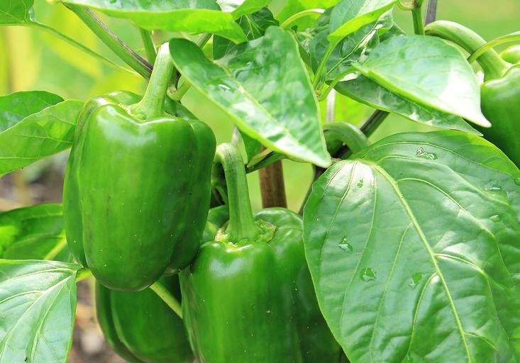 How to Cure Bacterial Leaf Spots on Peppers