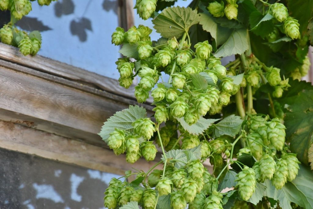 How to Grow Hops for Profit in 6 Easy Steps
