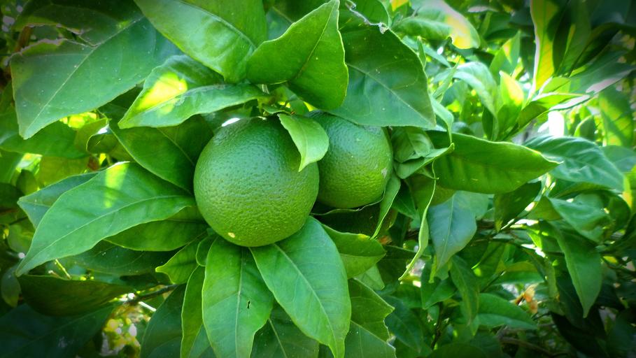 How Fast Does Lemon Lime Nandina Grow